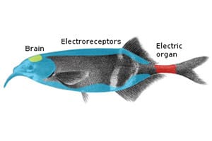 Elwave Underwater Electric Sensing